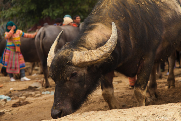 low angle photo of a yak