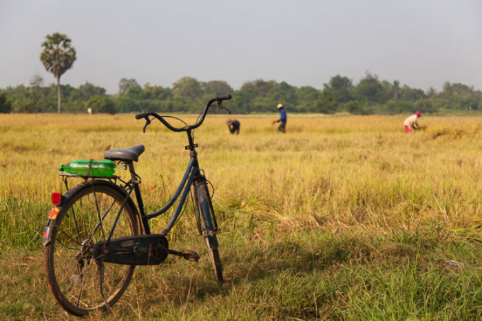 bicycle in field rule of thirds 