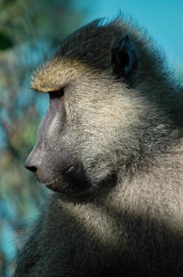 baboon photo Nikon D7100 and Nikkor 55-300mm lens