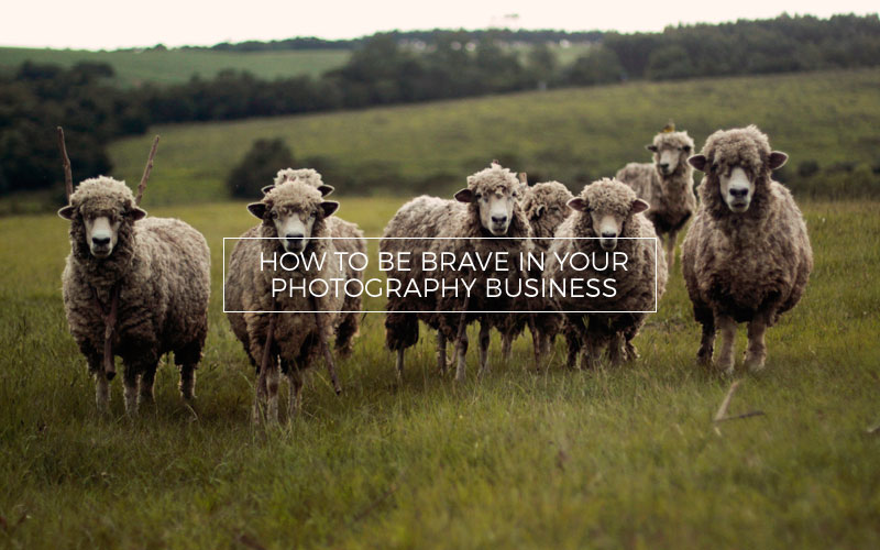 Scared sheep on a grassy field