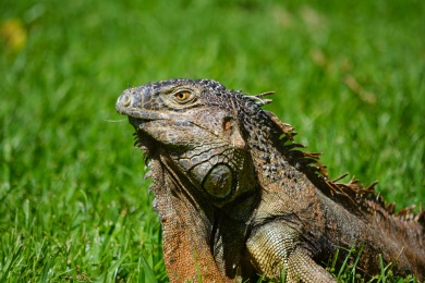 iguana photographed with nikon 300mm zoom lens
