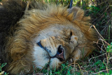 sleeping male lion photographed with D7100 and an AF-S Nikkor 55-300 mm lens at 300 mm