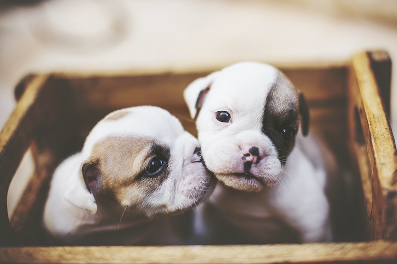english bulldog puppies