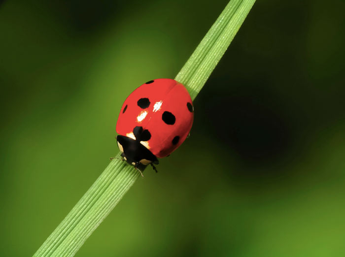 Example of a crisp contrast photo in a contest