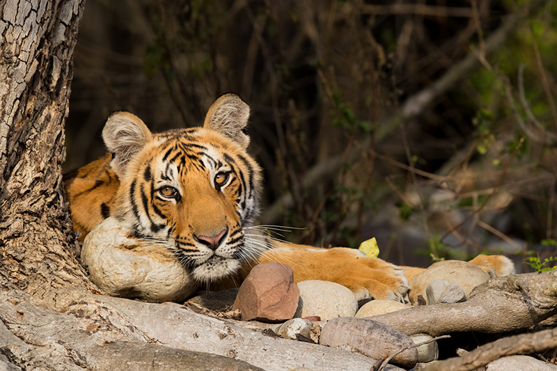 Tiger cub closeup taken with 500mm f4 L IS II USM lens 