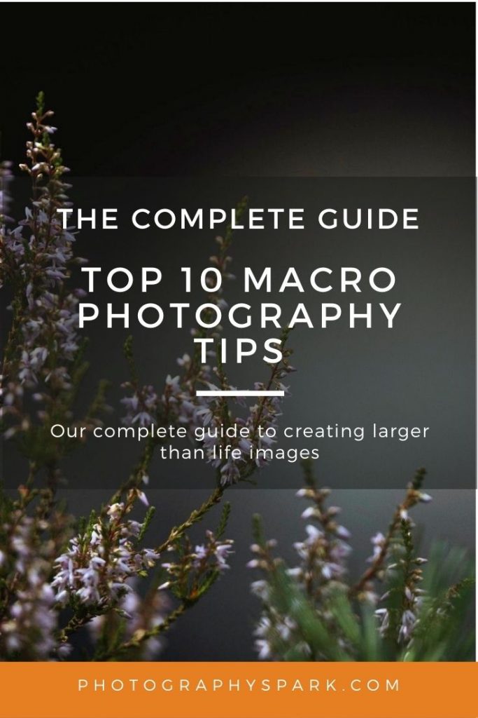 macro photo of purple flower