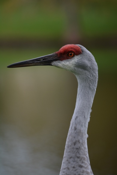 tricolored heron Nikon D7100 and an AF-S Nikkor 55-300 