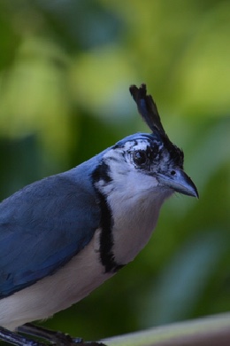 White Throated Magpie Jay Nikon D7100 and an AF-S Nikkor 18-55 mm lens