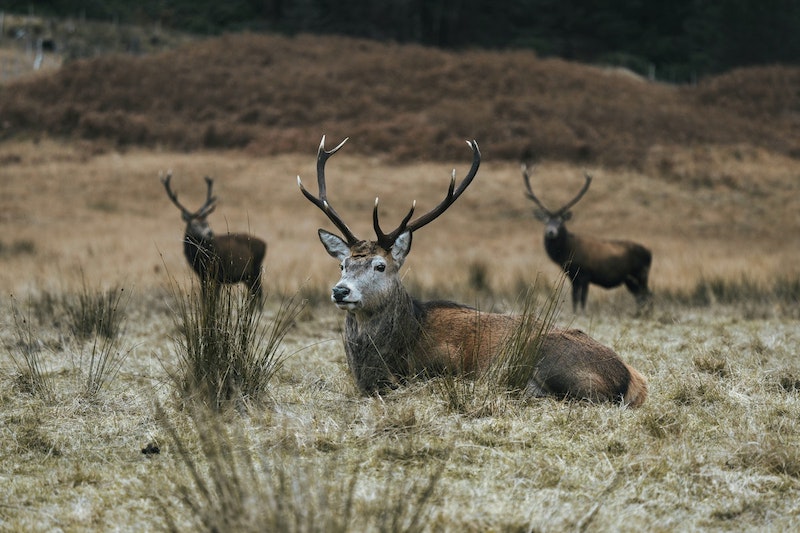 Deer in a field